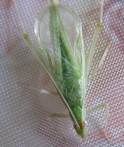 image of Oecanthus alexanderi