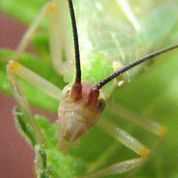 image of Oecanthus texensis