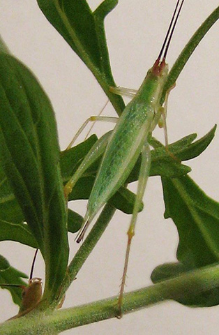 image of Oecanthus texensis