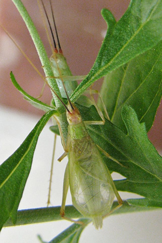 image of Oecanthus texensis