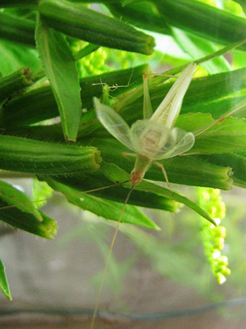 image of Oecanthus texensis