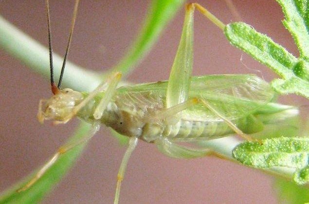 image of Oecanthus texensis