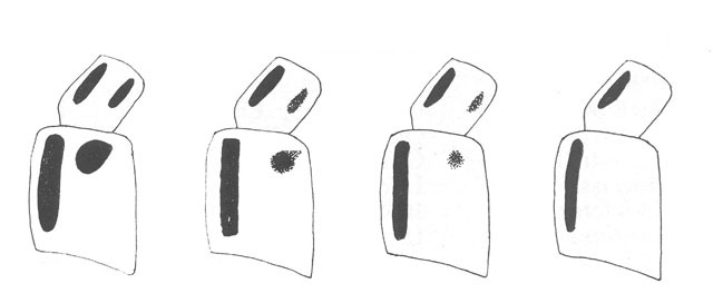 image of Oecanthus quadripunctatus