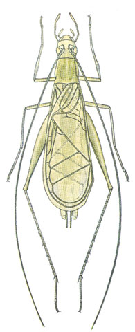 image of Oecanthus quadripunctatus