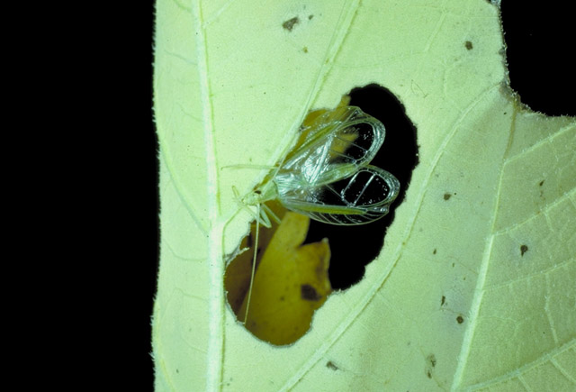 image of Oecanthus quadripunctatus