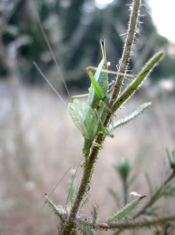 image of Oecanthus quadripunctatus