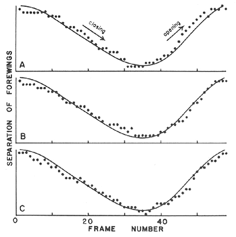 image of Oecanthus celerinictus