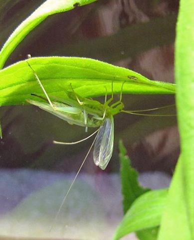 image of Oecanthus celerinictus