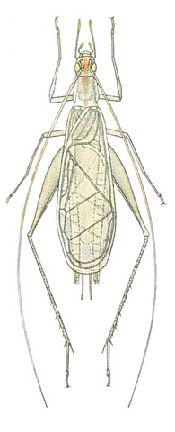 image of Oecanthus niveus