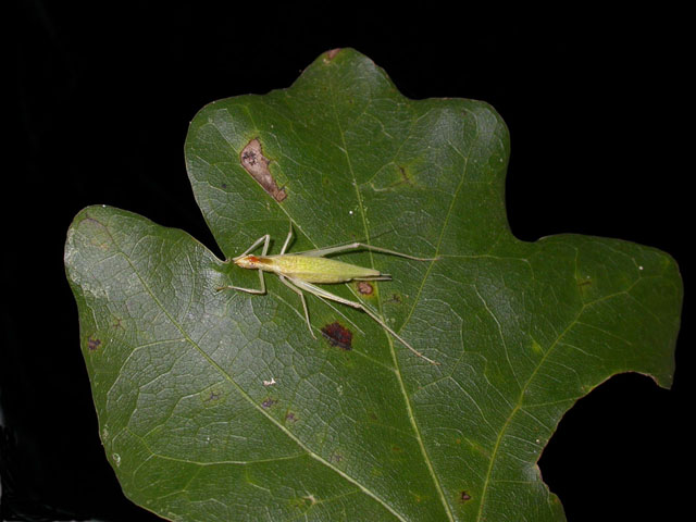image of Oecanthus niveus