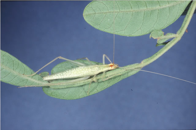 image of Oecanthus niveus