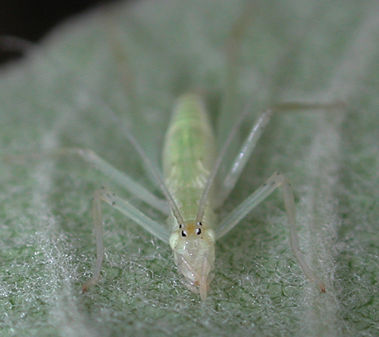 image of Oecanthus niveus