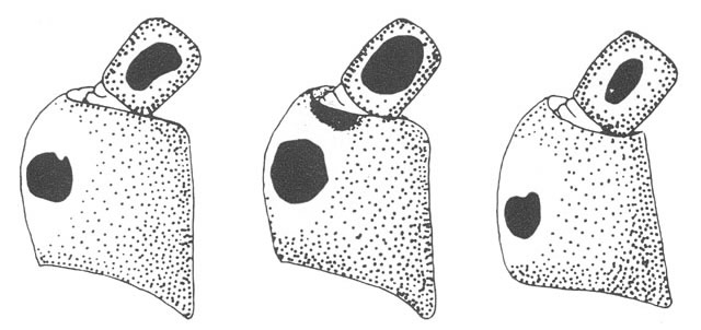 image of Oecanthus fultoni