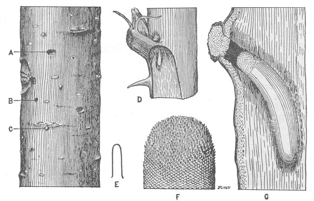 image of Oecanthus fultoni