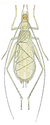 image of Oecanthus fultoni