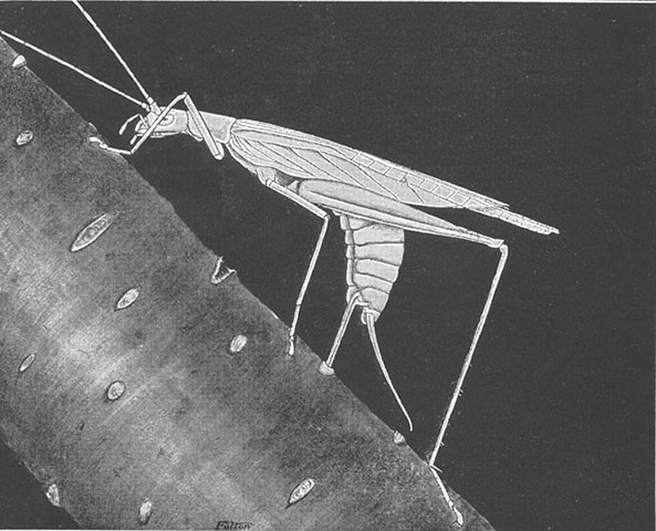 image of Oecanthus fultoni