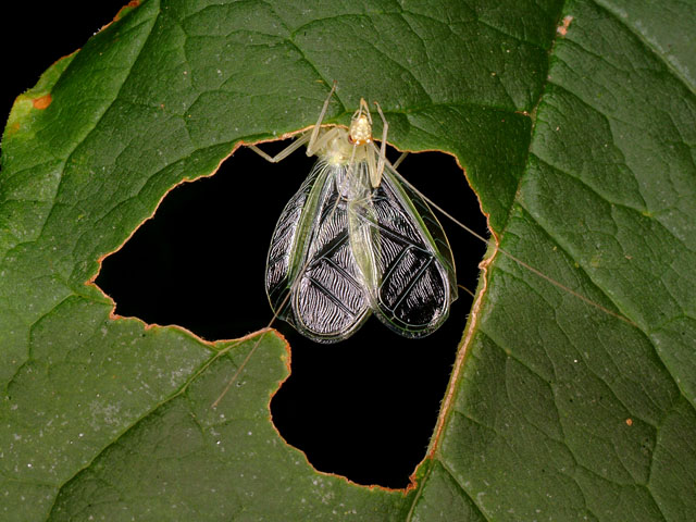 image of Oecanthus fultoni