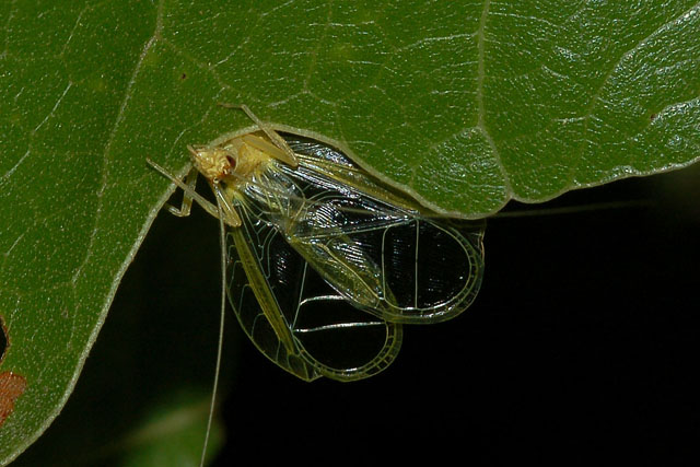 image of Oecanthus fultoni