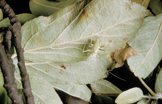 image of Oecanthus fultoni