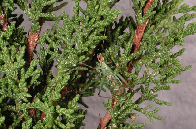 image of Oecanthus californicus