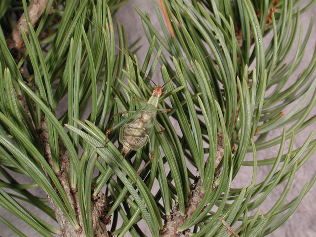 image of Oecanthus californicus