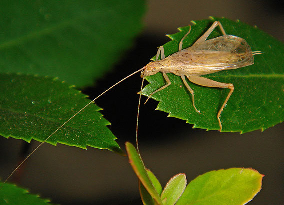 image of Oecanthus californicus