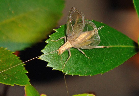 image of Oecanthus californicus