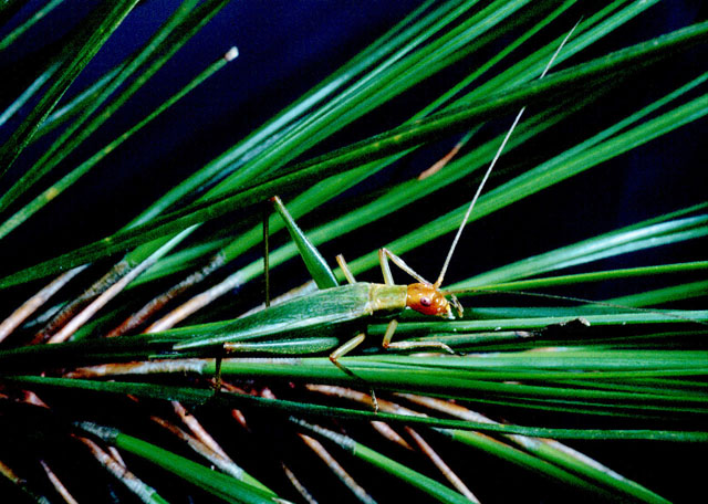image of Oecanthus pini