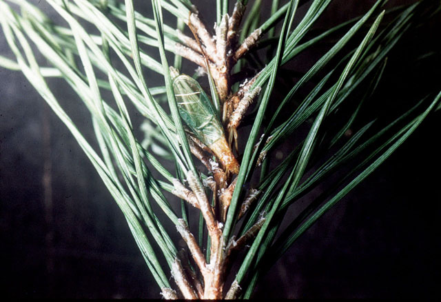 image of Oecanthus pini