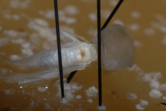 image of Oecanthus rileyi