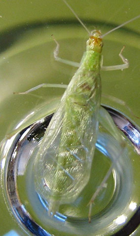 image of Oecanthus rileyi