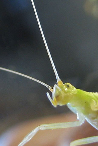 image of Oecanthus rileyi