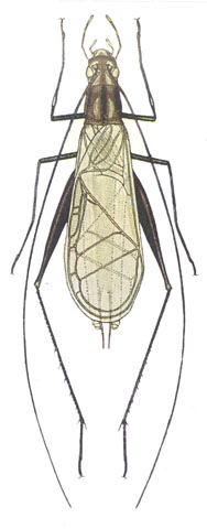 image of Oecanthus nigricornis