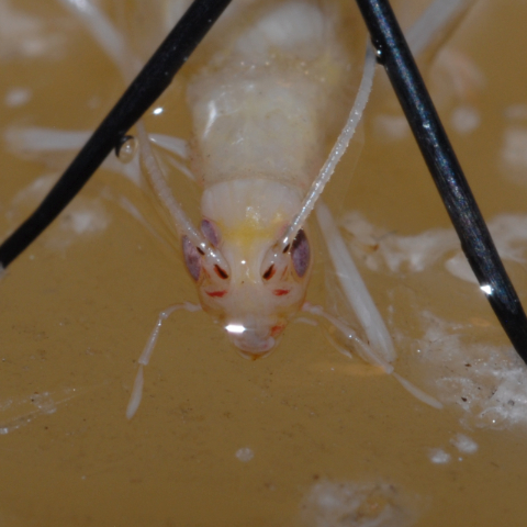 image of Oecanthus exclamationis antennal markings