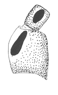 image of Oecanthus exclamationis