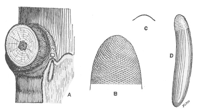 image of Oecanthus exclamationis