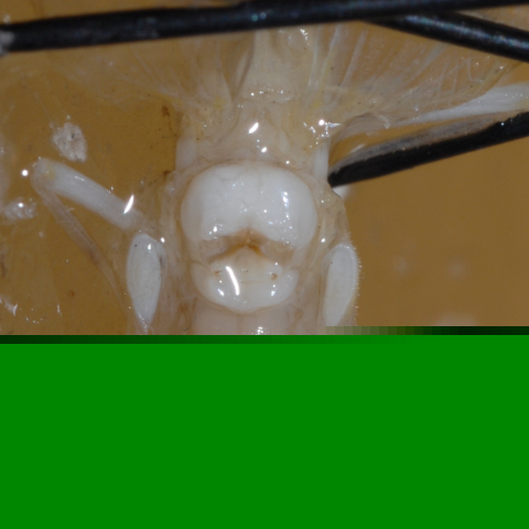 image of Oecanthus exclamationis antennal markings