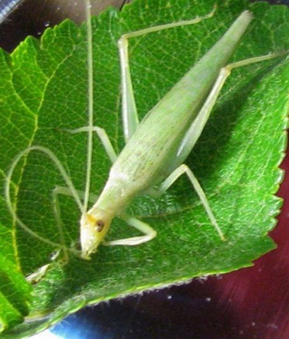 image of Oecanthus exclamationis