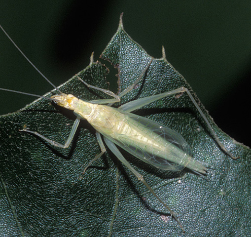 image of Oecanthus exclamationis