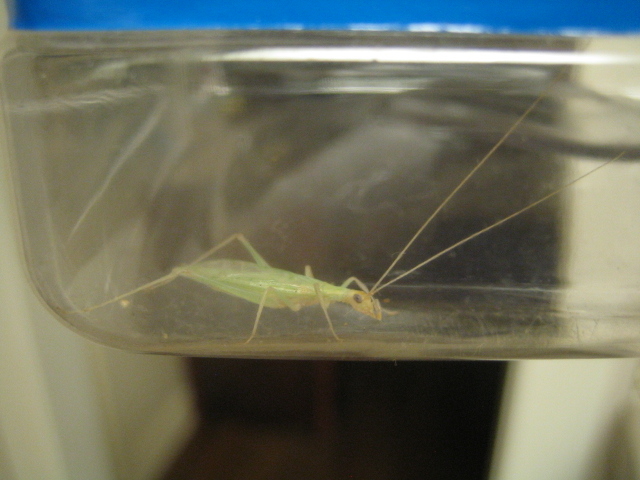 image of Oecanthus exclamationis