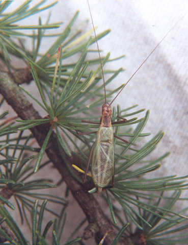 image of Oecanthus laricis
