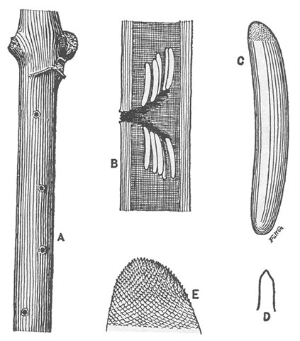 image of Oecanthus latipennis