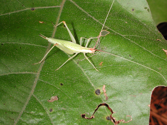 image of Oecanthus latipennis
