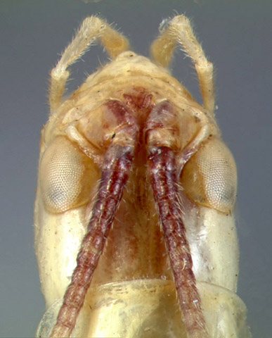 image of Oecanthus latipennis
