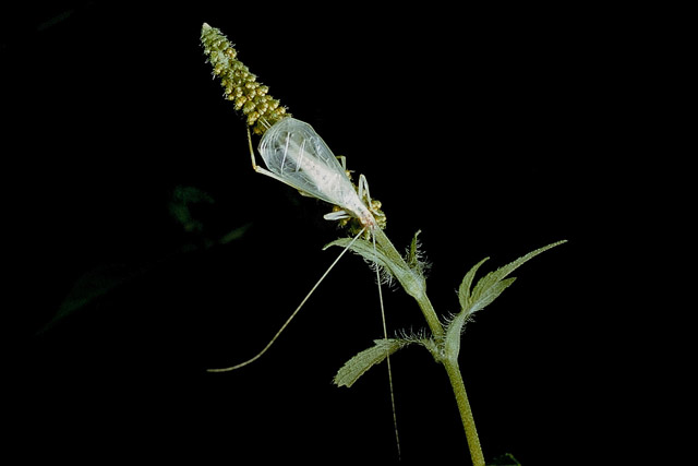 image of Oecanthus latipennis