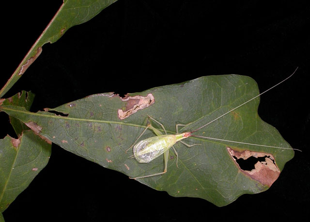 image of Oecanthus latipennis