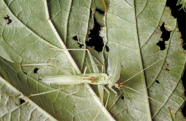 image of Oecanthus latipennis