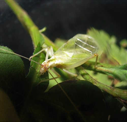 image of Oecanthus latipennis