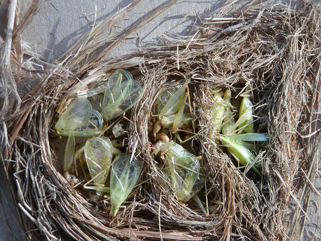 image of Oecanthus latipennis