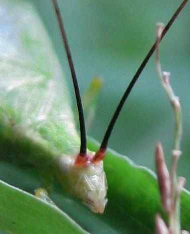 image of Oecanthus varicornis